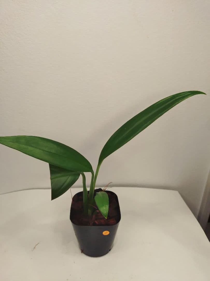 Amazon｜モンステラ シルバー シャトルコックポット苗③｜観葉植物